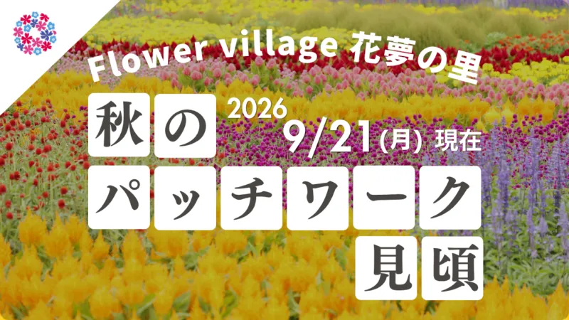 【広島／世羅】コキア・秋のパッチワークが見ごろです　コキアとコスモスの丘《Flower village 花夢の里》